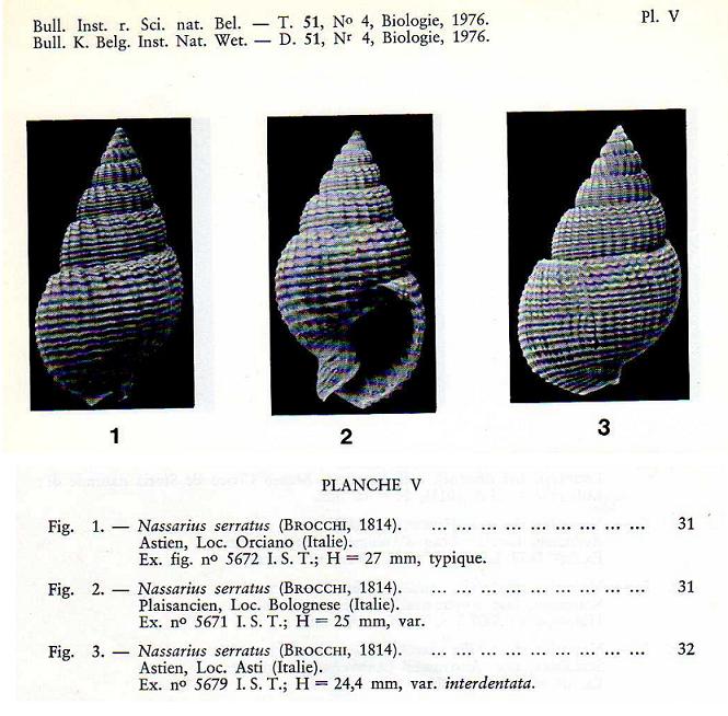 Nassarius.... serraticosta ??? (Bronn, 1831)